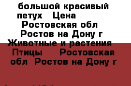 большой красивый петух › Цена ­ 1 500 - Ростовская обл., Ростов-на-Дону г. Животные и растения » Птицы   . Ростовская обл.,Ростов-на-Дону г.